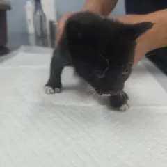 나주시 기타(검흰) 한국 고양이 암컷