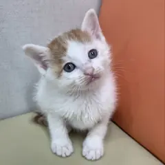 순천시 기타(치즈) 믹스묘 수컷