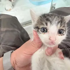 순천시 평행·전체·부분줄무늬 한국 고양이 수컷