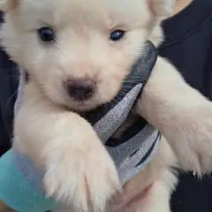 광양시 흰색 믹스견 수컷