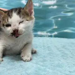 서구 평행·전체·부분줄무늬 한국 고양이 수컷