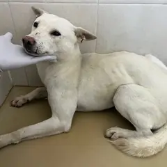 남구 흰색 믹스견 암컷