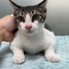 광산구 검은색흰색황토색조합 한국 고양이 수컷