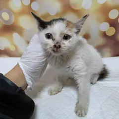 광산구 검은색흰색황토색조합 한국 고양이 암컷
