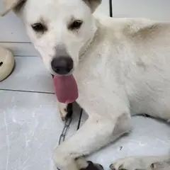 담양군 흰색 믹스견 암컷