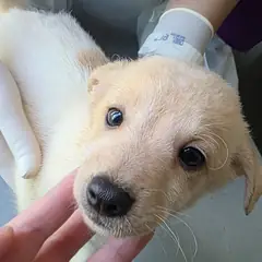 담양군 흰색 믹스견 수컷