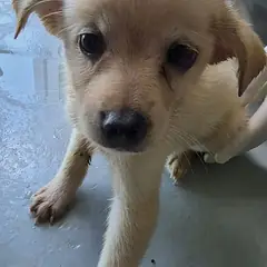 담양군 흰색 믹스견 암컷