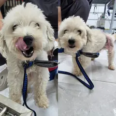 담양군 흰색 푸들 수컷