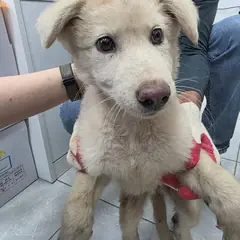 담양군 흰색 믹스견 암컷