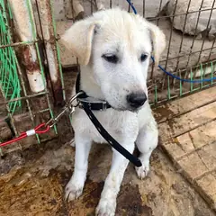 곡성군 크림색 믹스견 암컷
