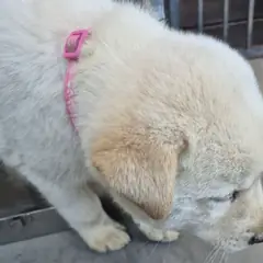 담양군 흰색 믹스견 수컷