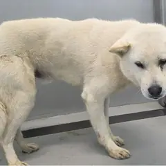 담양군 흰색 믹스견 수컷