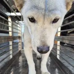 담양군 흰색 믹스견 암컷