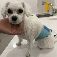 담양군 흰색 푸들 수컷