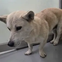 담양군 흰색 믹스견 수컷