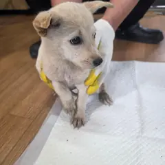 구례군 크림색 믹스견 암컷