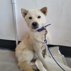 구례군 흰색 믹스견 수컷