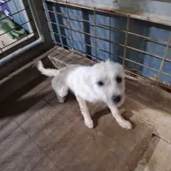 고흥군 흰색 믹스견 암컷