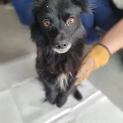구례군 검정색 믹스견 암컷
