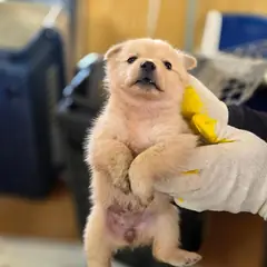 구례군 흰색 믹스견 암컷