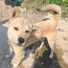 보성군 황갈색 믹스견 수컷
