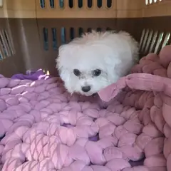 화순군 흰색 믹스견 수컷