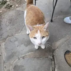 화순군 검은색흰색황토색조합 한국 고양이 수컷