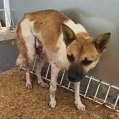 보성군 갈색&흰색 믹스견 암컷