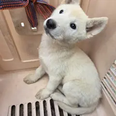 화순군 흰색 믹스견 수컷