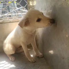 강진군 흰색 믹스견 수컷
