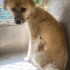 강진군 갈색 믹스견 암컷