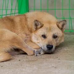 장흥군 황갈색 믹스견 수컷