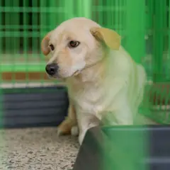 장흥군 흰색 믹스견 암컷