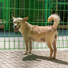 장흥군 크림색 믹스견 암컷