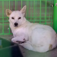 장흥군 흰색 믹스견 암컷