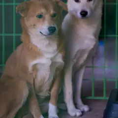 장흥군 금색&흰색 믹스견 수컷