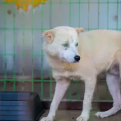 장흥군 흰색 믹스견 수컷