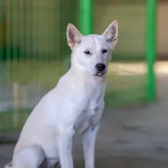 장흥군 흰색 믹스견 암컷