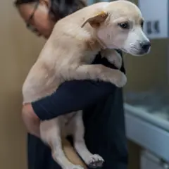 장흥군 크림색 믹스견 수컷