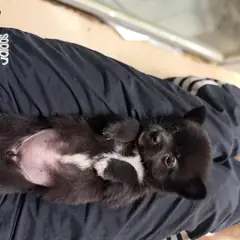 장흥군 검정&흰색 믹스견 수컷