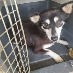강진군 검정&흰색 믹스견 암컷