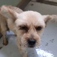 해남군 갈색 기타 암컷