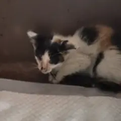 영암군 검은색흰색황토색조합 한국 고양이 암컷
