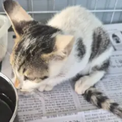 영암군 평행·전체·부분줄무늬 한국 고양이 수컷