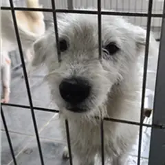 영암군 흰색 믹스견 수컷