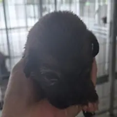 영암군 쵸콜릿색 믹스견 암컷