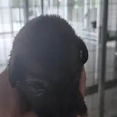 영암군 쵸콜릿색 믹스견 암컷