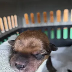 영암군 쵸콜릿색 믹스견 수컷