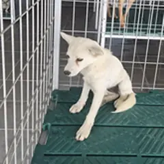 영암군 크림색 믹스견 암컷