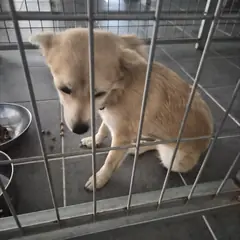 영암군 황갈색 믹스견 암컷